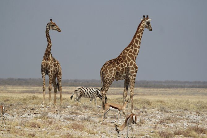 3 Day Etosha Private Guided Safari - The Real Value for Travelers