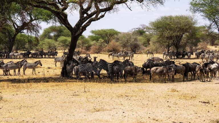 3-Day from Dar-es-Salaam to Mikumi (Massai tour & Waterfall) - Who Would Love This Tour?