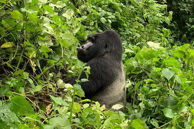 3 Day Gorilla Trek at Bwindi National Park via Kigali - What Makes This Tour a Great Value?