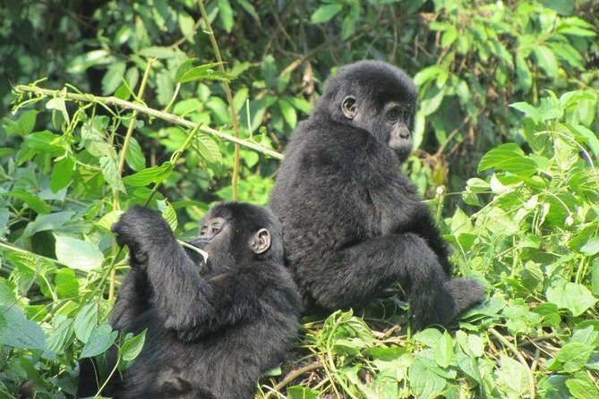 3-Day Gorilla Trekking Budget Safari in Uganda - The Itinerary in Detail