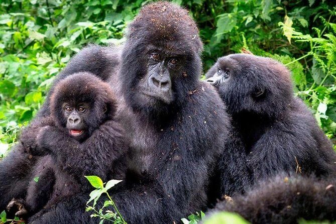 3-Day Gorilla Trekking Bunyonyi Mist Relaxation Safari - Authentic Experiences and Traveler Feedback
