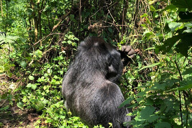 3 Day Gorilla Trekking Luxury Safari in Uganda - What Sets This Tour Apart?