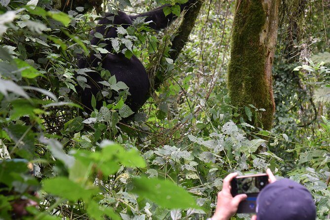 3-Day Gorilla Trekking safari in Bwindi Impenetrable Forest - The Practicalities: What’s Included and What’s Not