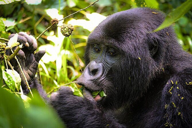 3-Day Gorillas trekking and Batwa Experience - The Value: Is It Worth It?