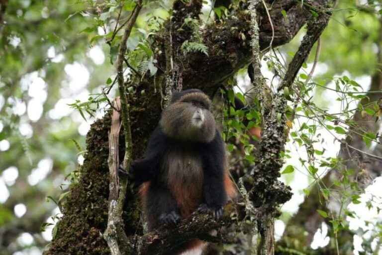 3 Day Gorillas Trekking And Golden Monkeys Tracking - The Itinerary Breakdown