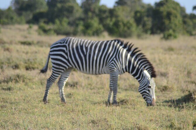 3-Day Group Safari in Masai Mara with Pick Up - The Practical Details: Transportation, Meals, and Group Size