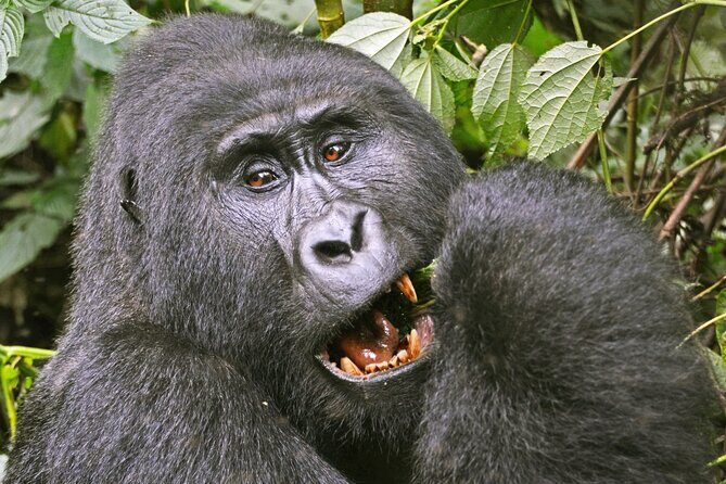 3 Day Guided Gorilla Tracking Safari At Bwindi National Park - Why This Tour Offers Great Value
