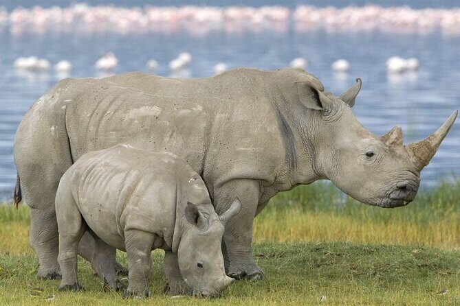 3 Day Hluhluwe Game Reserve & Isimangaliso wrtlands from Durban - Transportation & Comfort