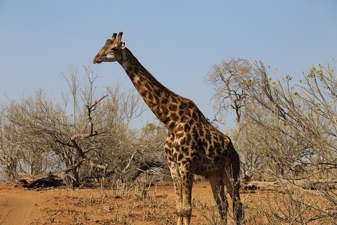 3 Day Hwange National Park Safari Trip from Victoria Falls - What Could Be Better?