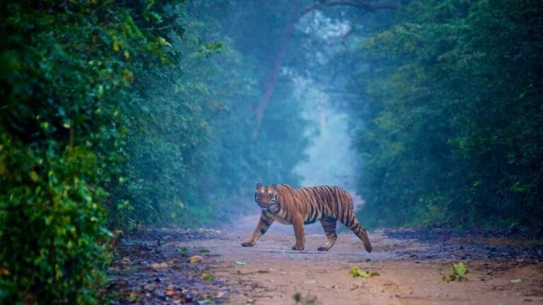 3-Day Jaipur Tour with Ranthambore and Sariska Safari - Final Thoughts
