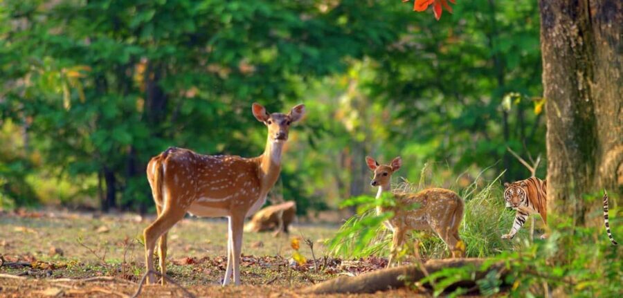 3- Day Jim Corbett National Park Tour - What to Expect from the Experience