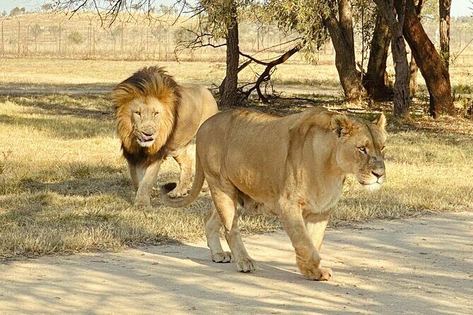 3-Day Johannesburg Tour with Pilanesberg National Park Safari - Transportation, Group Size, and Value