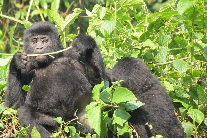 3 Day Kalinzu Chimp Trek and Uganda Gorilla Tour - The Itinerary in Detail