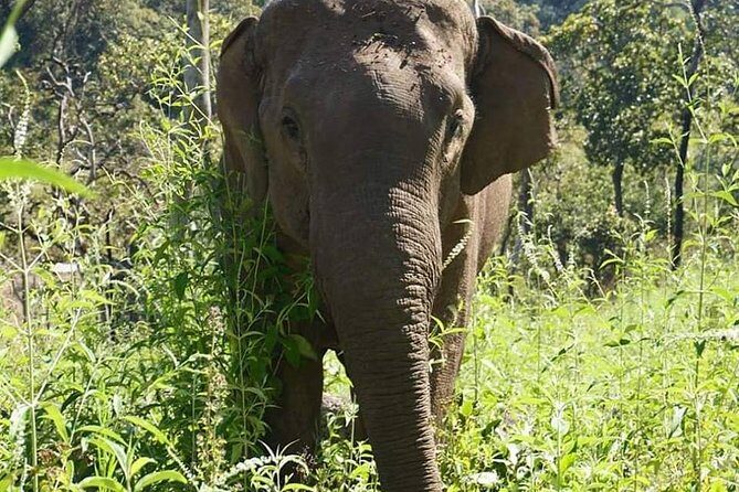 3-Day Kindred Spirit Elephant Sanctuary Chiang Mai - Authenticity and Reviews: What Past Travelers Say