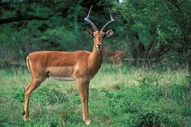 3 Day Kruger National Park Safari from Johannesburg Tour - FAQ