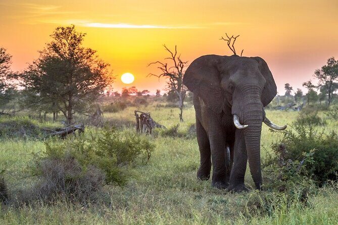 3 Day Kruger National Park Safari & Panorama Route - What Makes This Tour Stand Out?