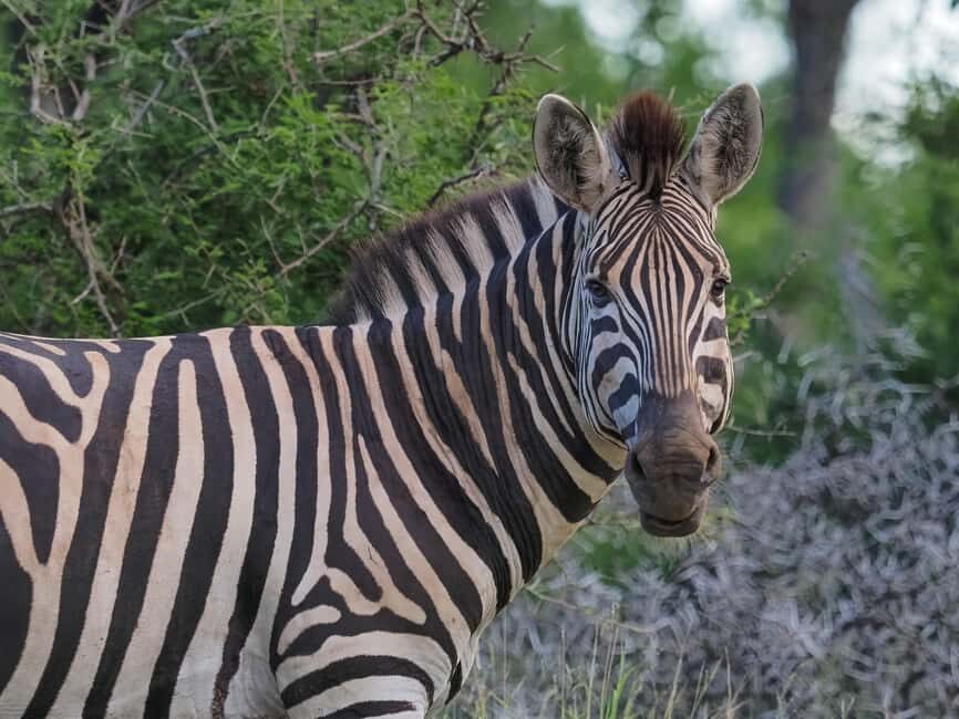3 Day Kruger Safari Fly-In from Johannesburg - Who Should Consider This Tour?