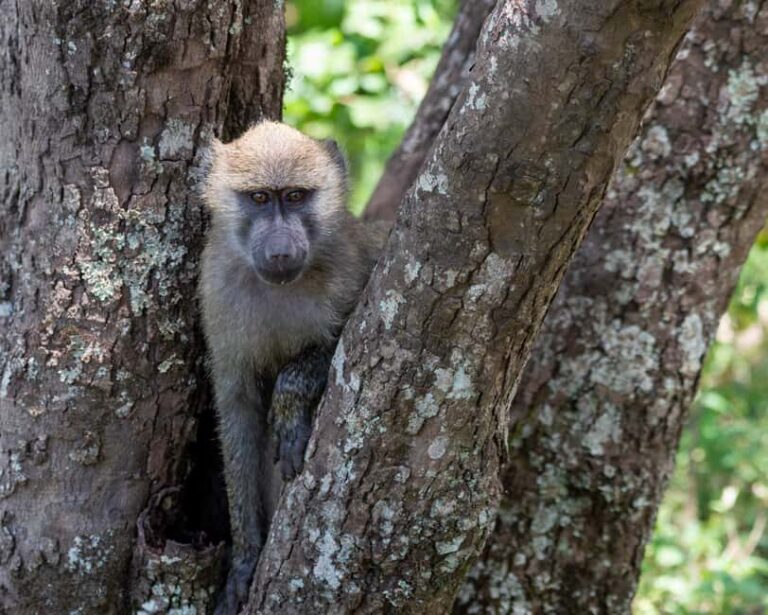 3-Day Lake Manyara and Ngorongoro Crater Safari - Exploring the Itinerary in Detail: What to Expect