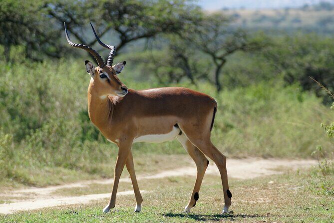3-Day Luxury Safari Private Tour Tarangire and Ngorongoro - Day 1: Starting in Arusha, Anticipating the Adventure
