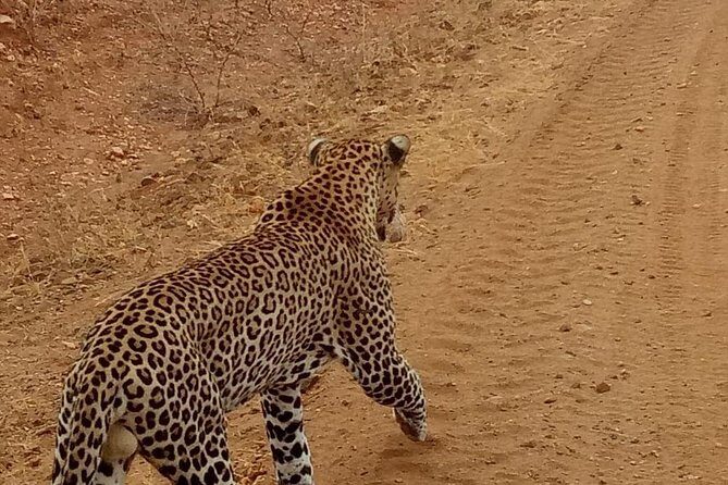 3 day maasai mara budget Camping Group safari - What to Expect from Transportation & Group Dynamics