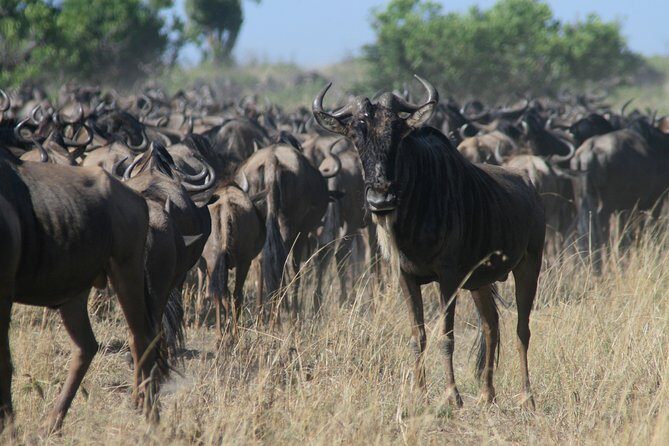 3-Day Maasai Mara Group Joining Safari - Why This Tour Offers Real Value