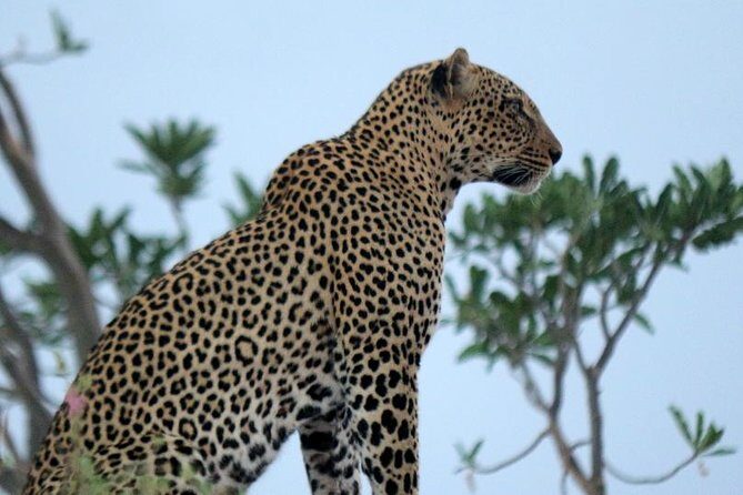 3-Day Maasai Mara Guided Safari From Nairobi - Day 2: Full-Day Wildlife Viewing