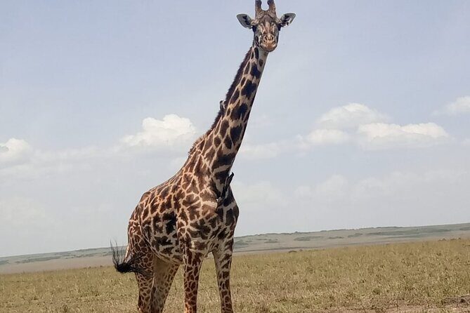 3-Day Maasai Mara Safari Tour in a 4 x4 Land Cruiser Jeep - Deep Dive into the Details