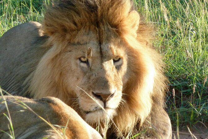 3 Day Maasai Mara Shared Safari In a Safari Van - Exploring the Maasai Mara: What You Can Expect