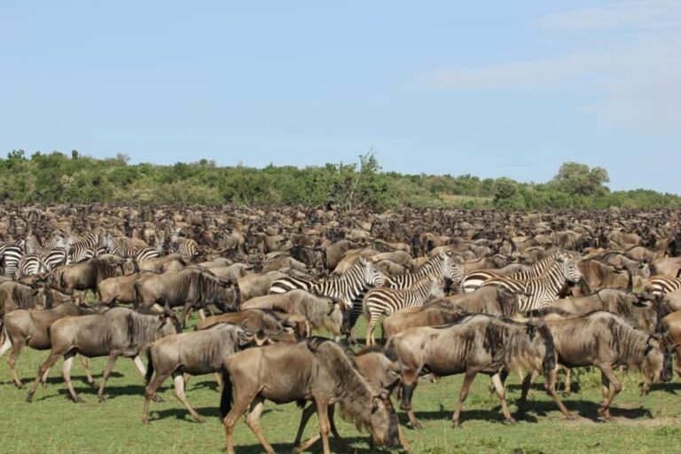 3-Day Masai Mara and Lake Naivasha Safari by 4x4 Jeep - Transportation and Comfort