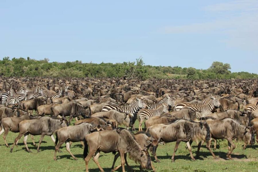 3-Day Masai Mara and Lake Naivasha Safari by 4x4 Jeep - Transportation and Comfort