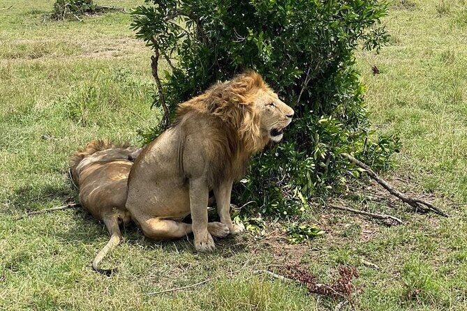 3-Day Masai Mara and Naivasha Hell's Gate National Park-Safari - The Itinerary Unpacked: What You Can Expect