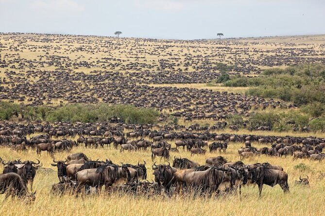 3 Day Masai Mara Budget Joining Safari on 4×4 - Daily Departures - What We Love About This Safari