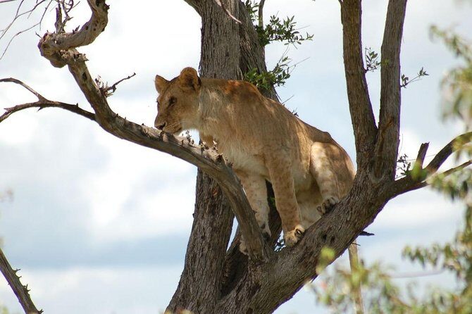 3 DAY MASAI MARA BY AIR (from nairobi) (MINIMUM 2 PAX) - The Sum Up