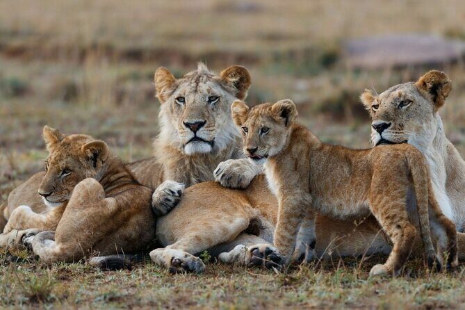 3-Day Masai Mara Group Joining Safari Adventure - Authentic Traveler Perspectives