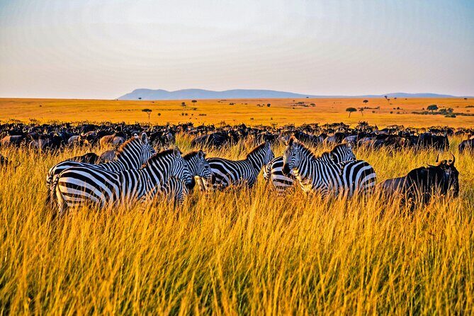 3-Day Masai Mara Jeep Safari - The Practical Side: Whats Included and Whats Not
