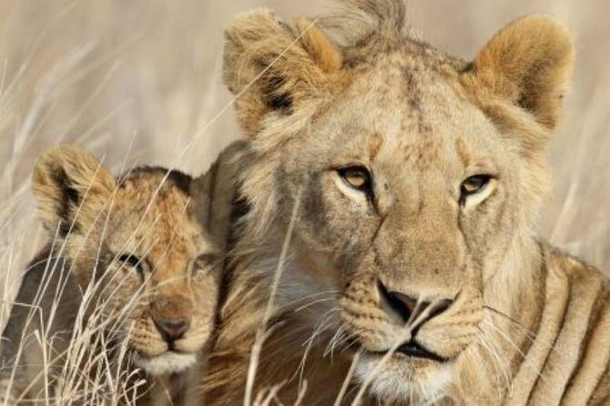 3-Day Masai Mara Private Luxury Safari - What Makes This Tour Stand Out?