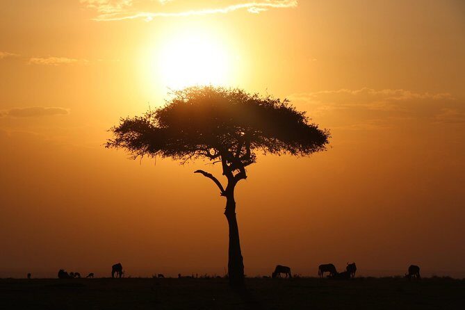 3-day Masai Mara Safari Tour to see the big five and wildebeest migration - The Itinerary in Detail: What to Expect Each Day