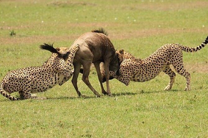 3-Day Masai Mara Safari Tour - What’s Included and What’s Not