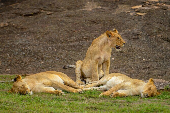 3-Day Masai Mara Wildebeest Migration 2025 - Transportation and Overall Comfort