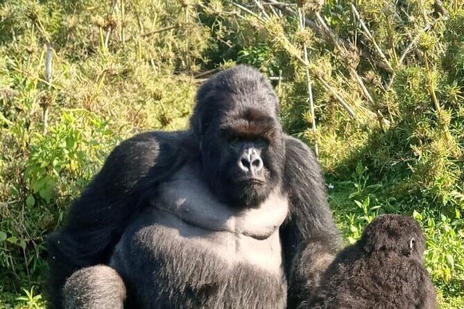 3 Day Mgahinga Mountain Gorilla Trek. - Day 2: The Heart of the Adventure – Gorilla Trekking