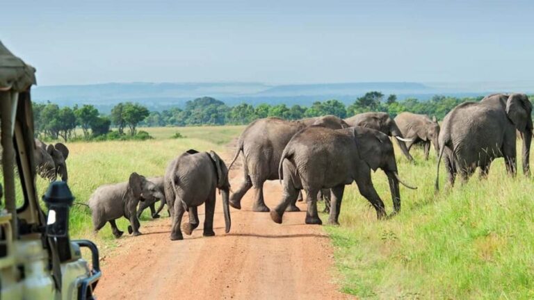 3-Day Mikumi and Ruaha National Parks Safari - What Makes This Tour Stand Out?