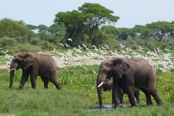3-Day Mind Refreshing in Murchison Falls National Park - FAQ Section