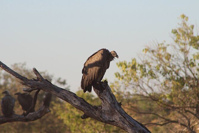 3 Day Moremi Safari - Detailed Itinerary Breakdown