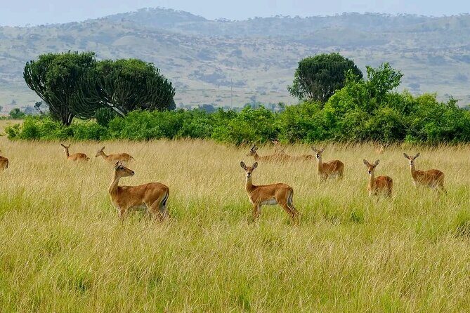 3 Day Murchison Falls' BIG 5 and Wildlife viewing Safari - Who This Tour Is Best For