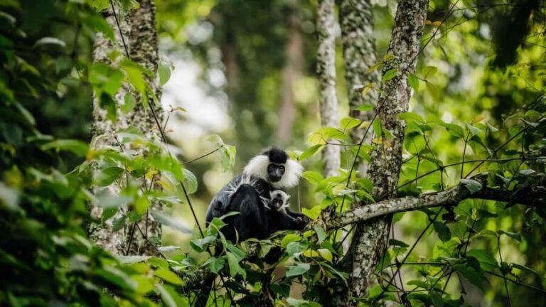 3-Day Nyungwe National Park Safari - Chimpanzee tracking - What We Loved About This Tour