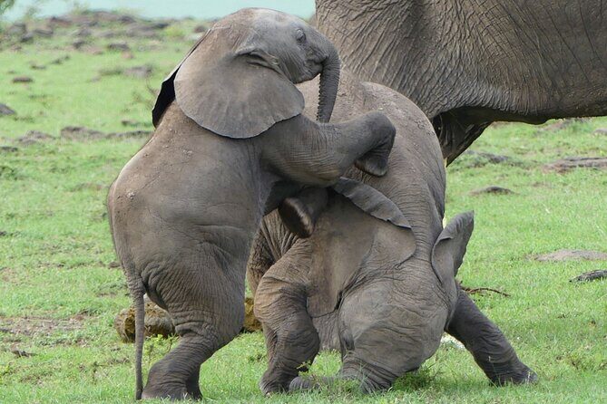 3 Day Private 4x4 Jeep Tour in Masai Mara Safari - What Sets This Tour Apart: Authenticity and Value