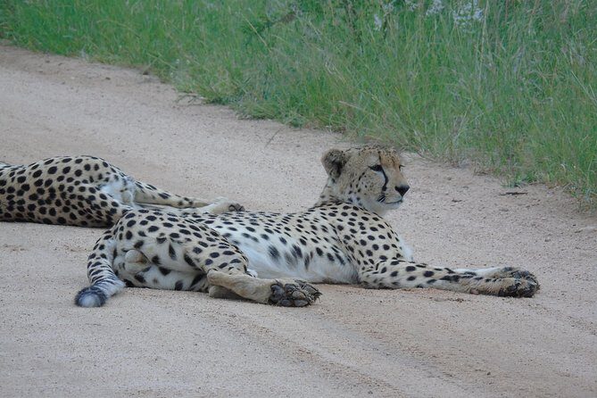 3 day Private Authentic Kruger Park Safari Experience - Day 3: Morning Safari and Farewell