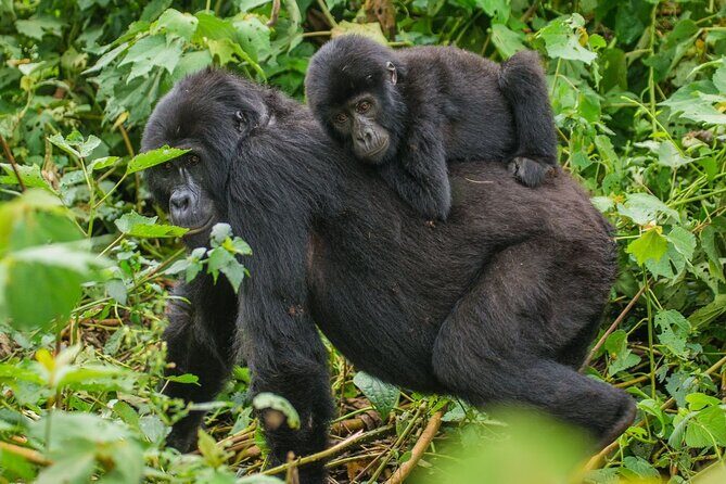 3-Day Private Guided Gorilla Trekking In Uganda - Authentic Experiences and Real Traveler Feedback