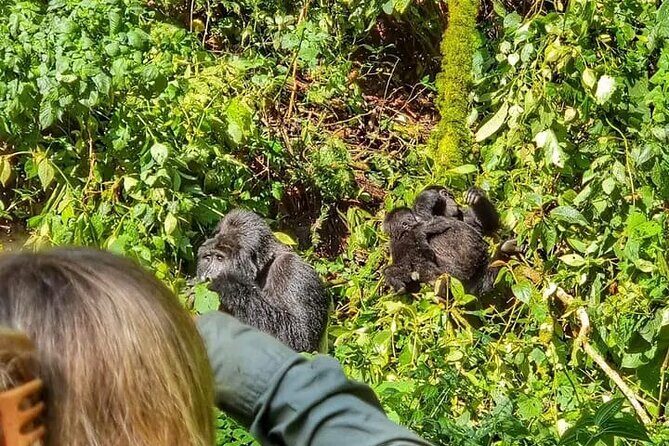 3-Day Private Guided Gorilla Trekking Uganda and Batwa Experience - What Makes This Tour Stand Out?