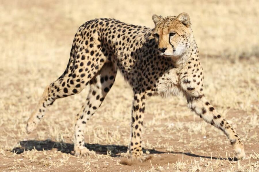 3-Day Private Midrange Serengeti Ngorongoro Tour with Flight - Transportation & Accommodation